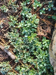Sedum obtusatum
