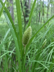 Carex typhina