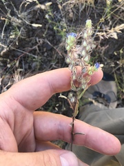 Phacelia linearis
