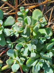 Sedum obtusatum