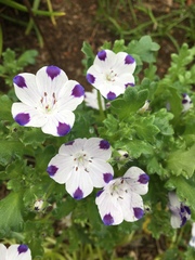 Nemophila maculata