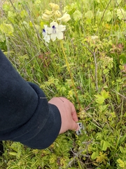 Delphinium pavonaceum