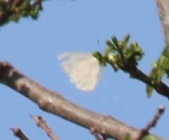 Catopsilia florella