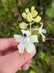 Delphinium pavonaceum
