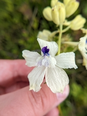 Delphinium pavonaceum