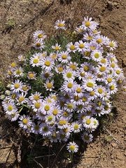 Erigeron poliospermus