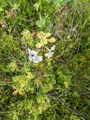 Delphinium pavonaceum