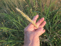 Bothriochloa longipaniculata