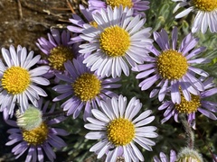 Erigeron poliospermus