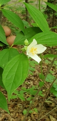 Philadelphus inodorus