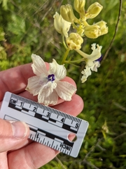 Delphinium pavonaceum