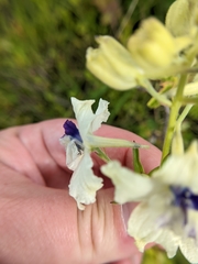 Delphinium pavonaceum