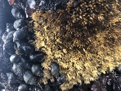 Acanthinucella spirata