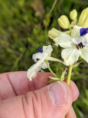 Delphinium pavonaceum