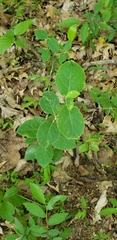 Taenidia integerrima