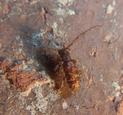 Eupogonius tomentosus