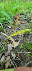 Puccinia mariae-wilsoniae