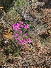 Phlox douglasii