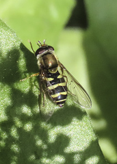 Syrphus opinator