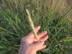 Bothriochloa longipaniculata