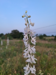 Delphinium carolinianum virescens