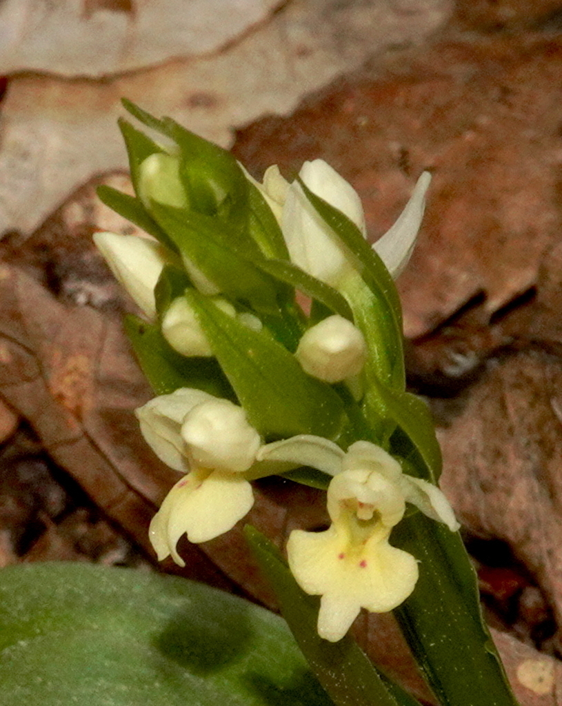 Dactylorhiza insularis