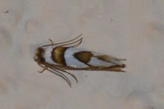 Pompostolella charipepla