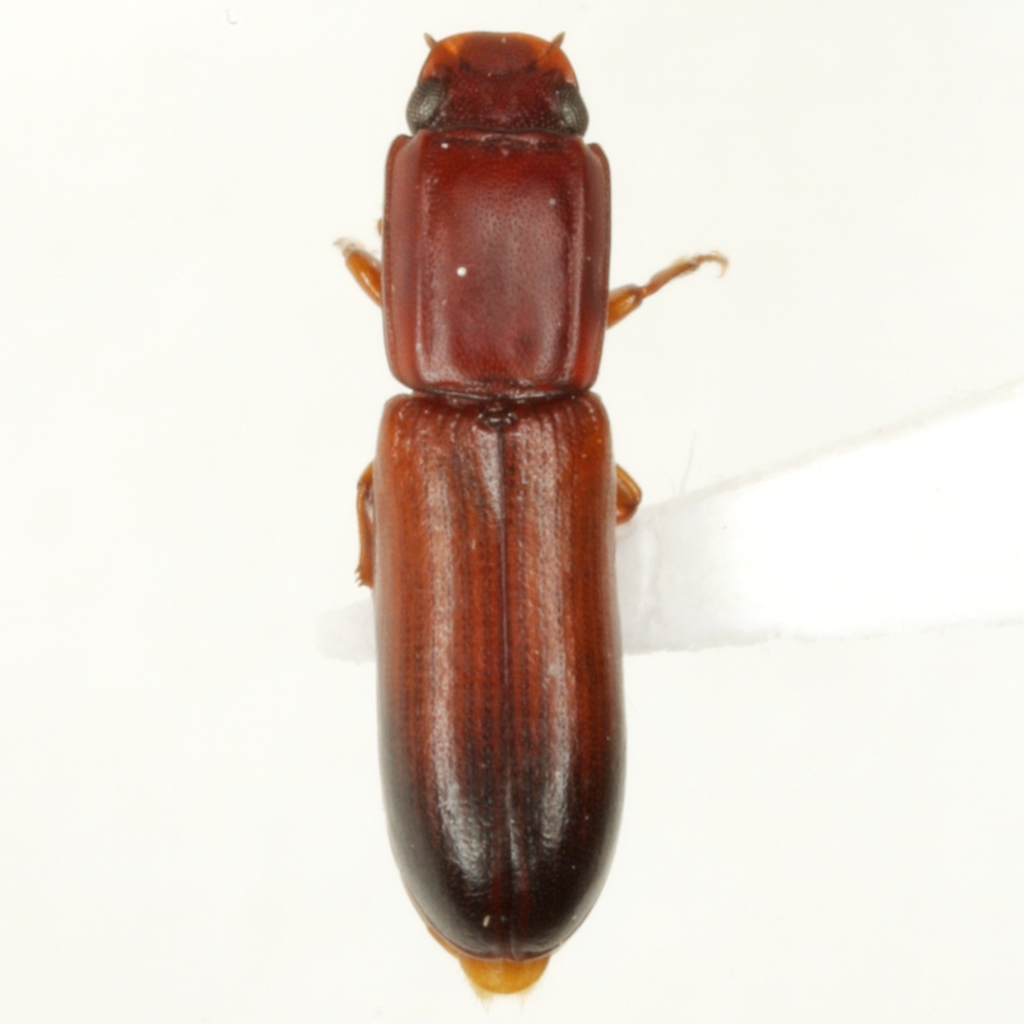 Aulonium tuberculatum