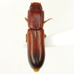 Aulonium tuberculatum