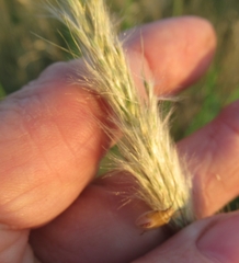 Bothriochloa longipaniculata