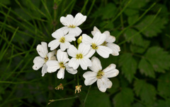 Cardamine angulata
