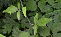 Cardamine angulata