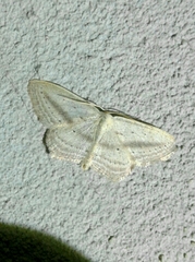 Scopula emutaria