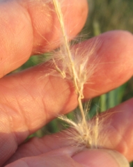 Bothriochloa longipaniculata