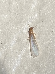 Incisitermes snyderi