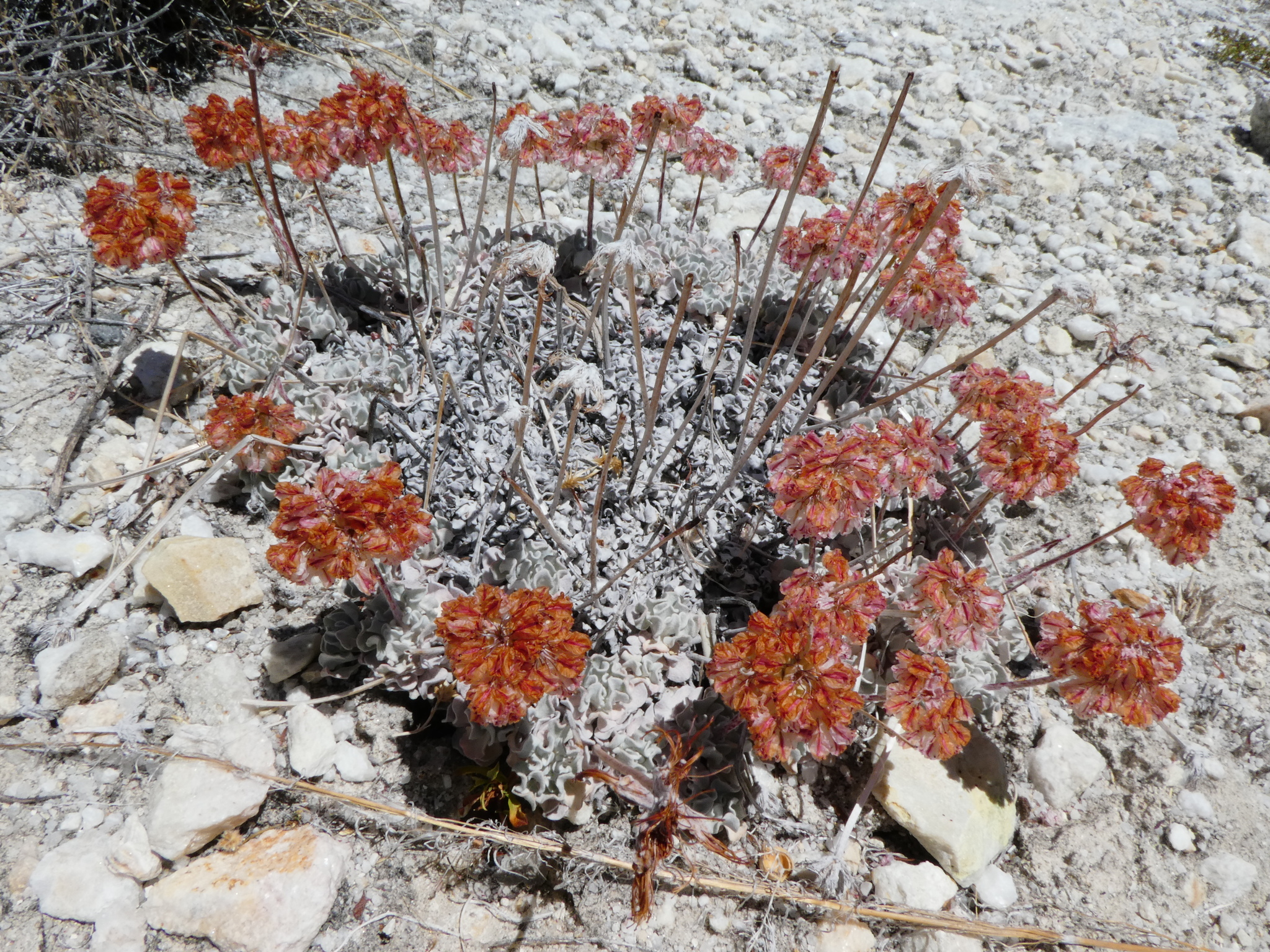 Eriogonum ovalifolium var. vineum