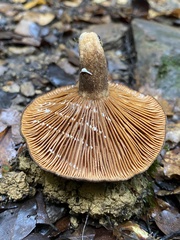 Lactarius novae-zelandiae
