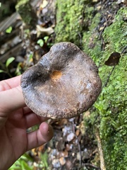 Lactarius novae-zelandiae