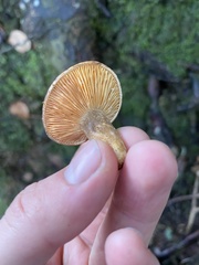 Lactarius novae-zelandiae