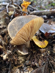 Lactarius novae-zelandiae
