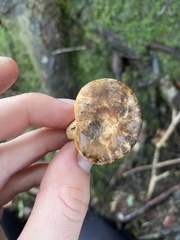 Lactarius novae-zelandiae