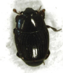 Carcinops pumilio