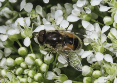 Eristalis arbustorum