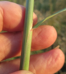 Bothriochloa longipaniculata