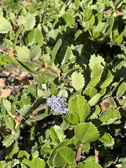 Ceanothus rigidus