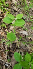 Taenidia integerrima