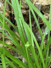 Carex timida
