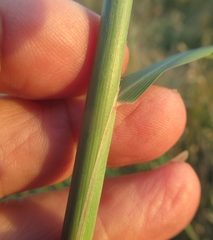 Bothriochloa longipaniculata