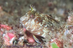 Parablennius intermedius