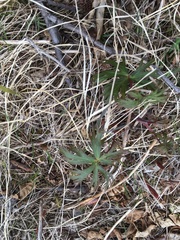 Aconitum delphiniifolium